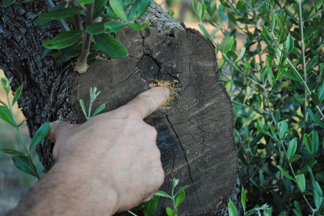 Productos para sulfatar olivos